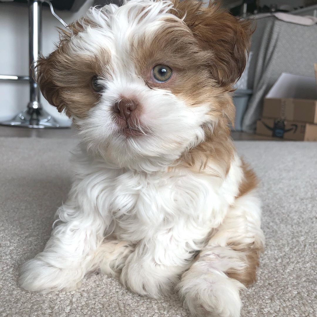 Buster, 11-week-old male Shih Tzus puppy